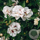 Hibiscus syr. 'Speciosus' 100-125 cm 20L