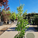 Hydrangea anomala petiolaris 150-175 cm 7,5L