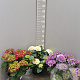 Hydrangea macrophylla 40-50 cm 5,0L