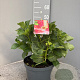 Hydrangea macrophylla 40-50 cm 5,0L