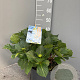 Hydrangea macrophylla 40-50 cm 5,0L