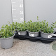 Hyssopus officinalis P14