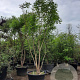 Koelreuteria paniculata 350-400 cm container meerstammig