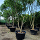 Koelreuteria paniculata 350-400 cm container meerstammig
