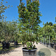 Lagerstroemia i. 'Country Red' 200-250 cm cont. 95L