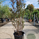 Lagerstroemia indica 125-150 cm container meerstammig