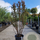 Lagerstroemia indica 150-175 cm container meerstammig