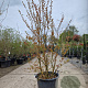 Lagerstroemia indica 150-175 cm container meerstammig