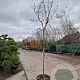 Lagerstroemia indica 160 cm stam container 8-10