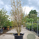 Lagerstroemia indica 175-200 cm container meerstammig