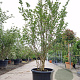 Lagerstroemia indica 175-200 cm container meerstammig