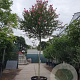 Lagerstroemia indica 180 cm stam cont. 110L 16-18
