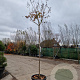 Lagerstroemia indica 180 cm stam 45L 8-10