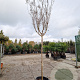 Lagerstroemia indica 180 cm stam container 14-16