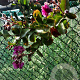 Lagerstroemia indica 180 cm stam container 20-25
