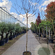 Lagerstroemia indica 180 cm stam container 8-10