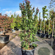 Lagerstroemia indica 200-250 cm cont. 95L