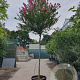 Lagerstroemia indica 200 cm stam cont. 130L