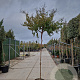 Lagerstroemia indica 200 cm stam 45L 10-12