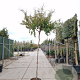 Lagerstroemia indica 200 cm stam 45L 10-12
