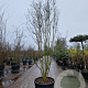 Lagerstroemia indica 350-400 cm container meerstammig