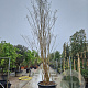 Lagerstroemia indica 500-550 cm container meerstammig