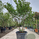 Lagerstroemia i. 'Petite Pink' 175-200 cm container meerstammig