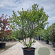 Lagerstroemia i. 'Red Imperator' 150-175 cm container meerstammig