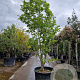 Magnolia denudata 350-400 cm cont. 280L