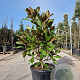 Magnolia grand. 'Galissonnière' 100-125 cm 40L