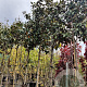 Magnolia grand. 'Galissonnière' 200 cm stam container 20-25 leiboom