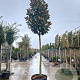 Magnolia grand. 'Galissonnière' 200 cm stam container 25-30