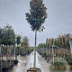 Magnolia grand. 'Galissonnière' 250 cm stam container 20-25