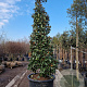 Magnolia grand. 'Galissonnière' 350-400 cm cont. 300L