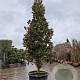 Magnolia grand. 'Galissonnière' 500-550 cm cont. 500L