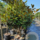 Magnolia grand. 'Goliath' 150-175 cm container solitair 40-45