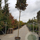 Magnolia grand. 'Goliath' 240 cm stam container 20-25