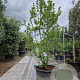 Magnolia loebneri 'Merrill' 250-300 cm container meerstammig