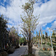 Magnolia loebneri 'Merrill' 400-450 cm container solitair