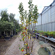 Malus 'Red Sentinel' 175-200 cm container meerstammig