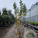 Malus 'Red Sentinel' 175-200 cm container meerstammig