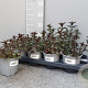 Mentha piperita 'Chocolate' P14