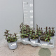 Mentha piperita 'Chocolate' P14