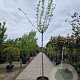Morus alba 'Fruitless' 220 cm stam container 18-20 lei 150x120