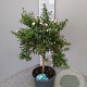Myrtus communis tarentina 60 cm 5,0L stam