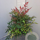 Nandina d. Obsessed 30-40 cm 9L