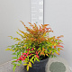 Nandina d. Obsessed 30-40 cm 9L