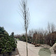 Nyssa sylvatica 170 cm stam container 14-16