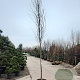 Nyssa sylvatica 170 cm stam container 14-16