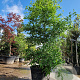 Nyssa sylvatica 300-325 cm container meerstammig